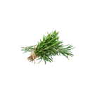 Rosemary